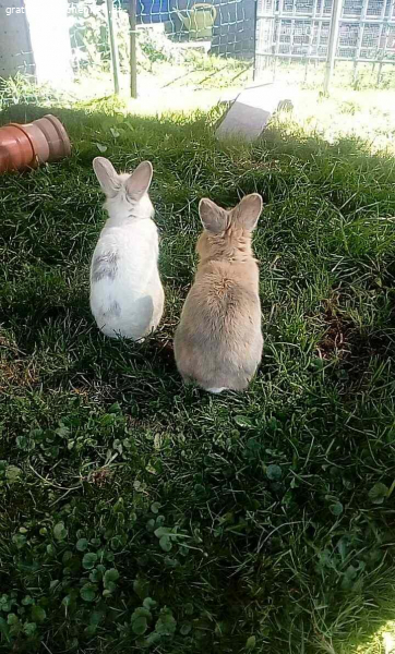 2 Zwergkanninchen