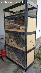 3 Degus mit Käfig zu verschenken. 3 Degus, 1,5 Jahre alt, alles Männchen, nur gemeinsam abzugeben.
Degus sind sehr gesellige Tiere und brauchen ihre Familie/Gruppe.