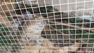 3 Degus mit Käfig zu verschenken. 3 Degus, 1,5 Jahre alt, alles Männchen, nur gemeinsam abzugeben.
Degus sind sehr gesellige Tiere und brauchen ihre Familie/Gruppe.