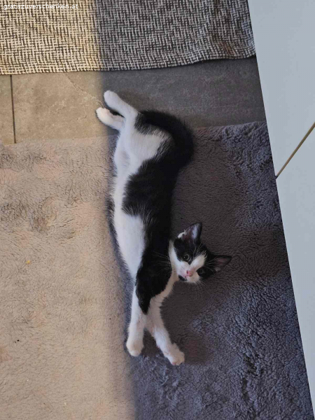 3 Monate altes Katzenmädchen