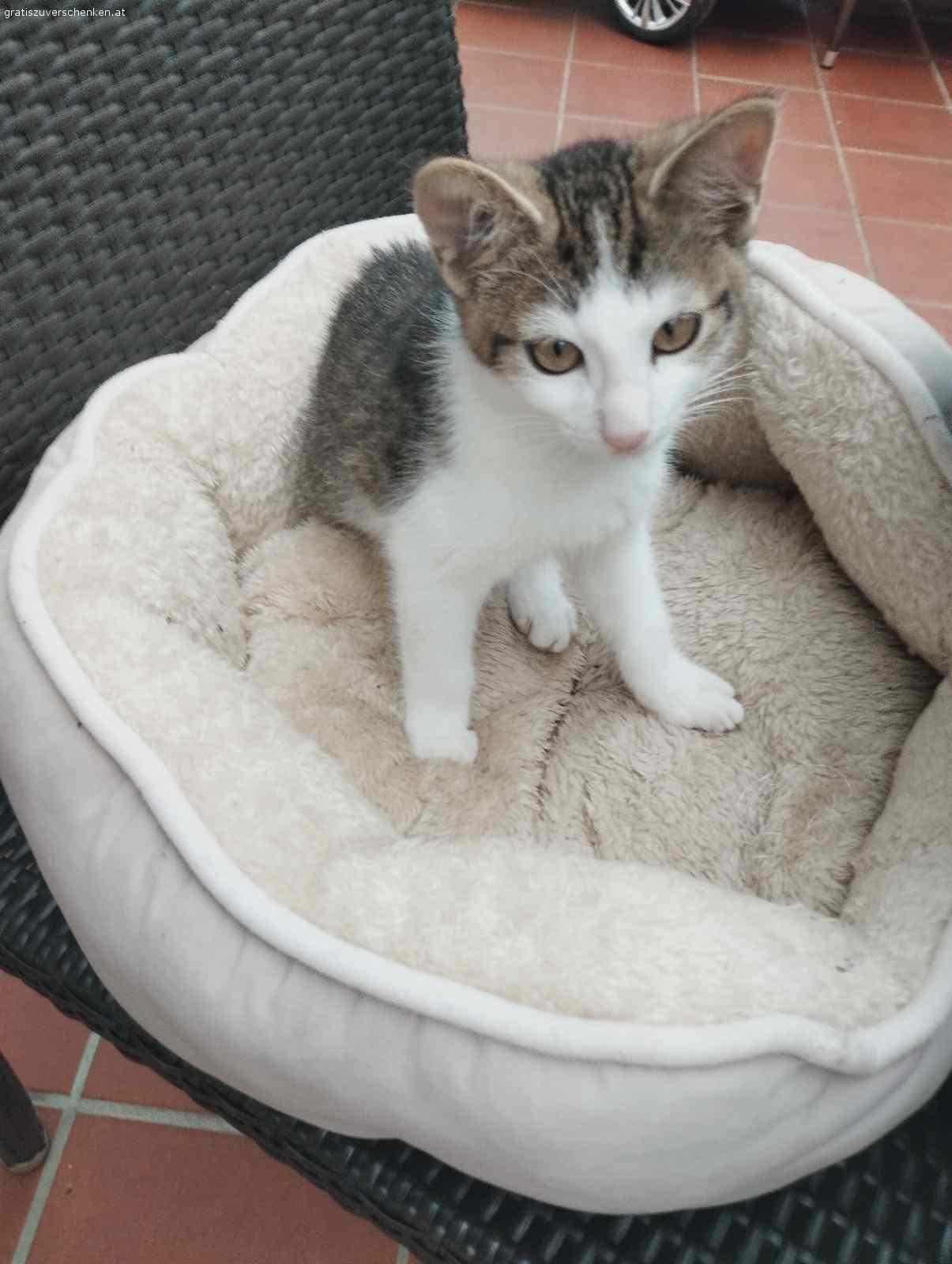 Katzen baby 5 Monat. Ein 5 Monat junges Katzen mädchen sucht ein liebevolles Zuhause.
Zu Verschenken.
Erreichbar auch unter Tel…