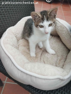 Katzen baby 5 Monat. Ein 5 Monat junges Katzen mädchen sucht ein liebevolles Zuhause.
Zu Verschenken.
Erreichbar auch unter Tel…