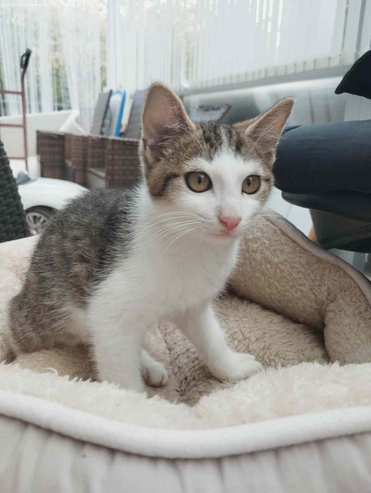 Katzen baby 5 Monat. Ein 5 Monat junges Katzen mädchen sucht ein liebevolles Zuhause.
Zu Verschenken.
Erreichbar auch unter Tel…