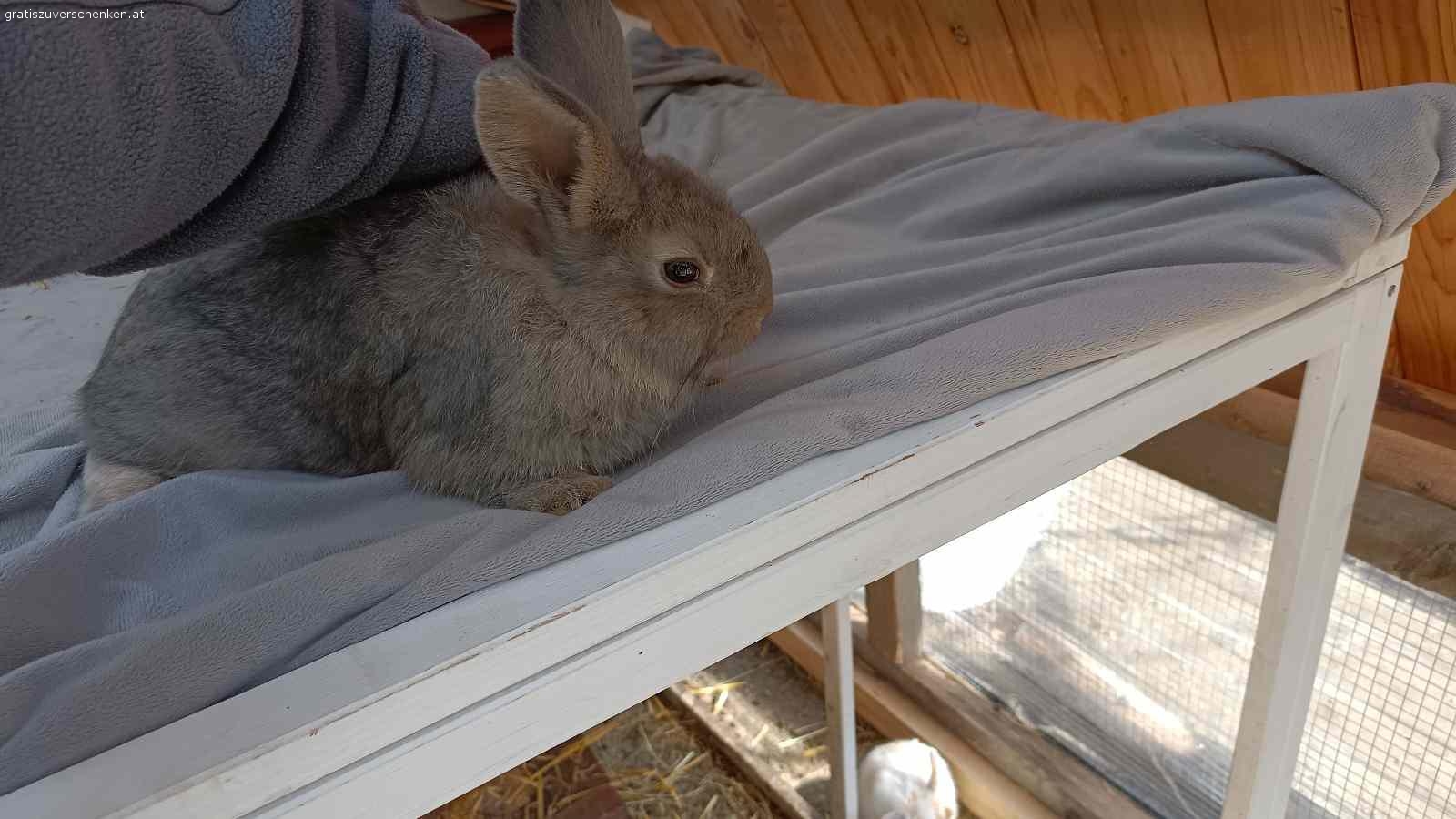 Zwergkaninchen Männchen. 2 Süße Zwergkaninchen Männchen suchen ein neues Zuhause sind Kinder Hunde und Katzen gewohnt

Können schon ausziehen das eine Männchen ist 15 Wochen und das zweite ist 11 Wochen

Bei Interesse gerne einfach anrufen …